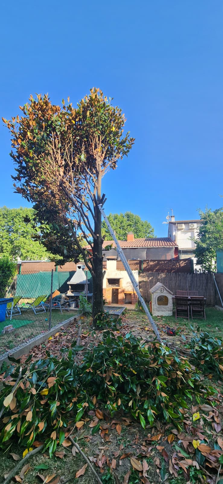 Magnòlia abans de la tala en un jardí d'Osona