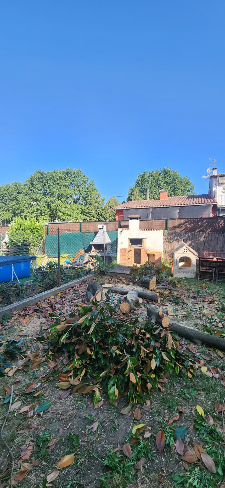 Magnòlia talada i tronc tallat a trossos en un jardí d'Osona