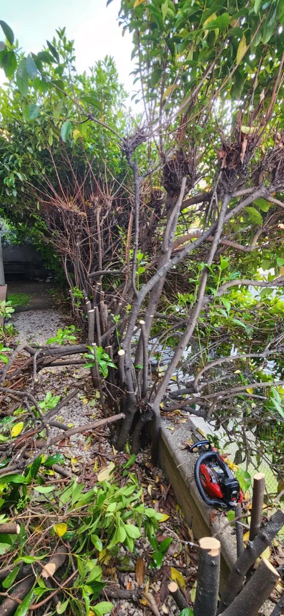 Jardí amb gespa i plantes ornamentals a Osona