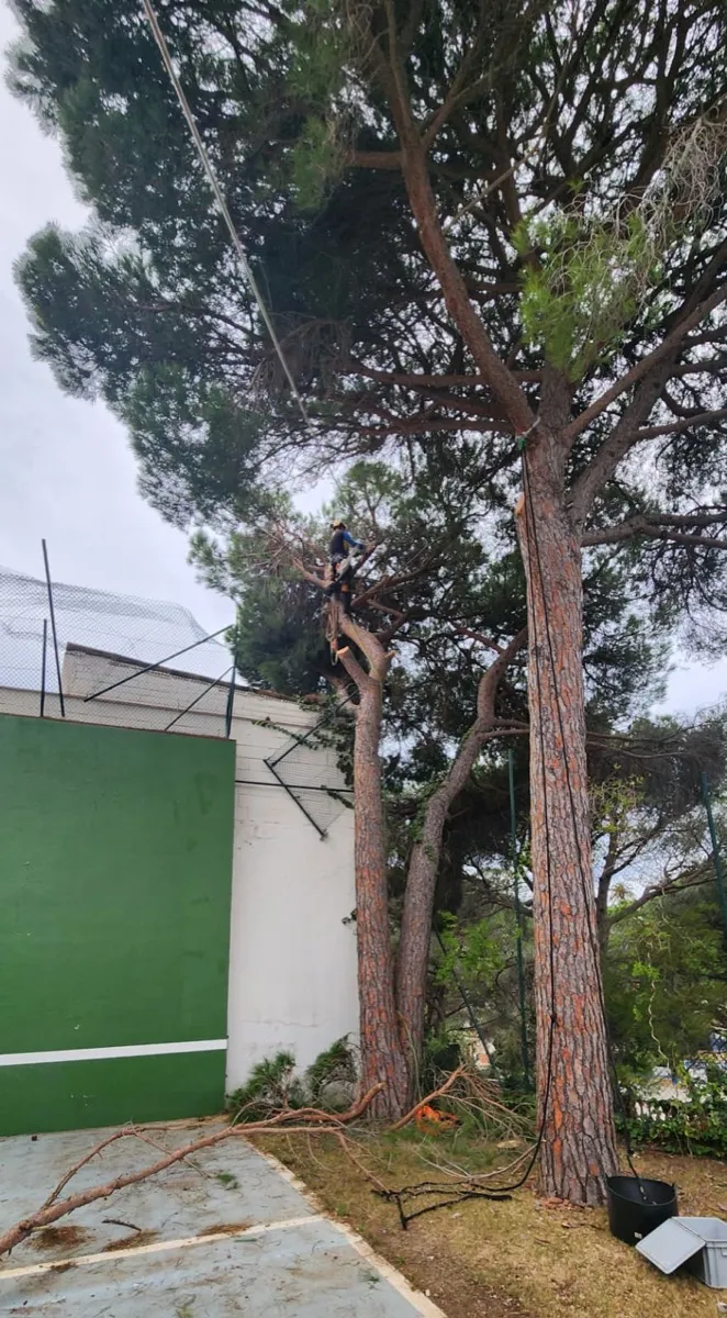 Poda en alçada amb cordes a Osona