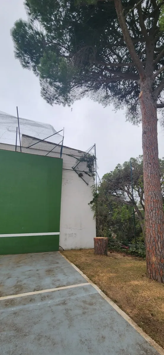 Poda de pins de gran port a Osona