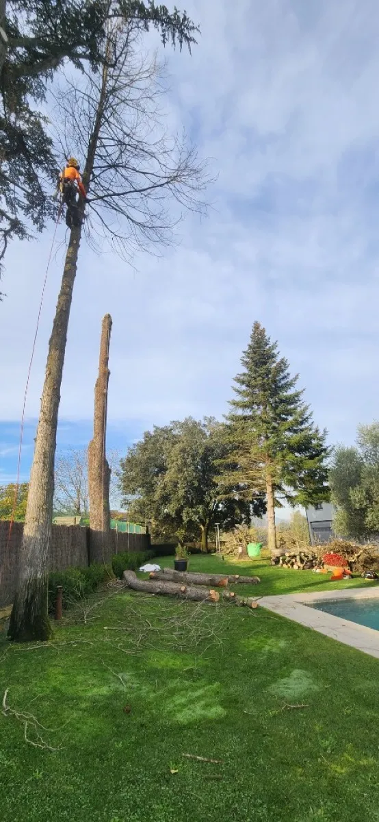 Tala d'arbre amb trepa a Osona