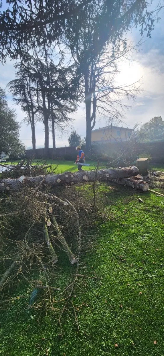 Tala controlada d'arbres a Osona