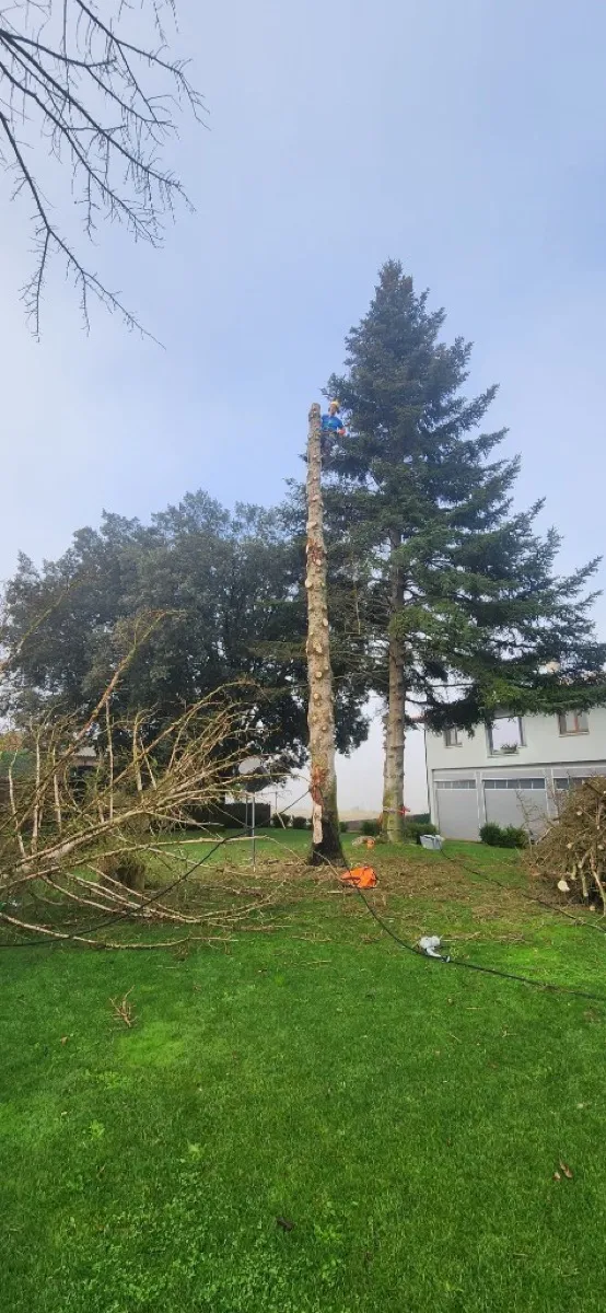 Trepa d'arbre de gran port a Osona