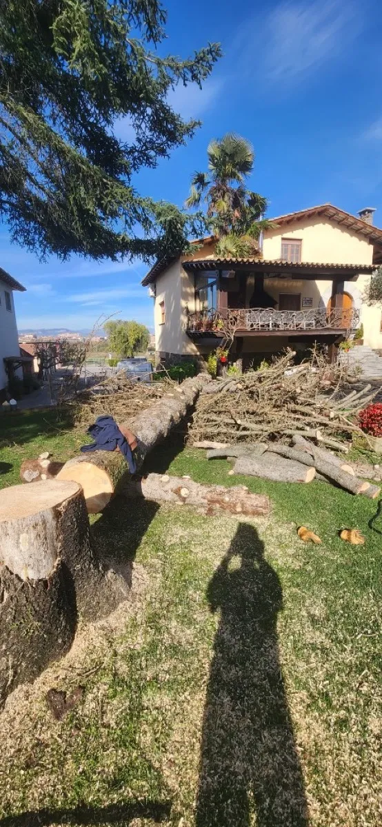 Troncs tallats en finca a Osona