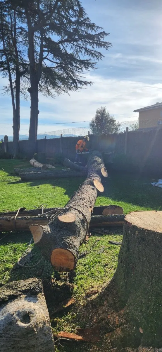 Trossejament de tronc amb motosierra a Osona